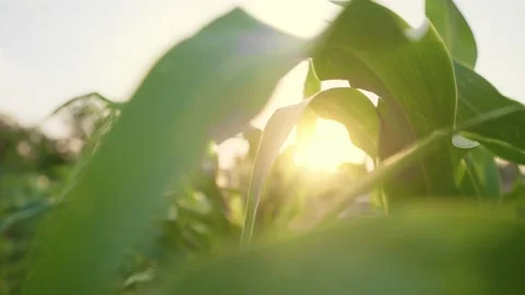 Warm sunlight plays on the corn leaves. The summer wind sways the corn stalks. Stock Footage 151536487