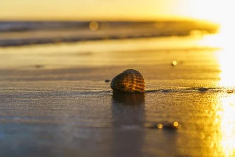 Warm sunlight reflects off a lone shell on the tranquil shoreline. Stock Photos