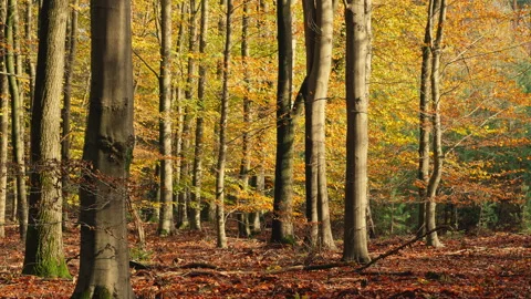 Warm sunlight shines in a beach tree forest at autumn. Stock Footage 269136236