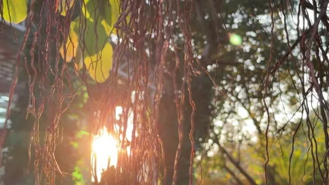 Warm sunlight shines through dense hanging aerial roots of a massive Ficus Stock Footage 330248529