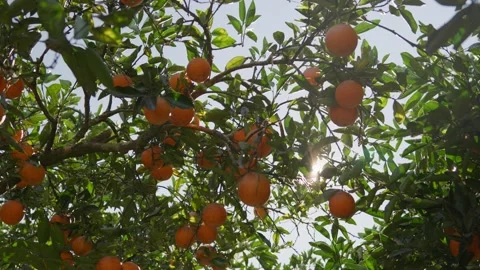 Warm sunlight shines through ripe oranges and green leaves on a citrus tree. A Stock Footage 341303121