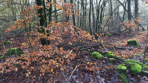 Warm sunlight shines in a winter forest Stock Footage 217649410