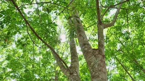 Warm sunlight shining through fresh green leaves creates a bright summer atmosph 스톡 동영상 343904438