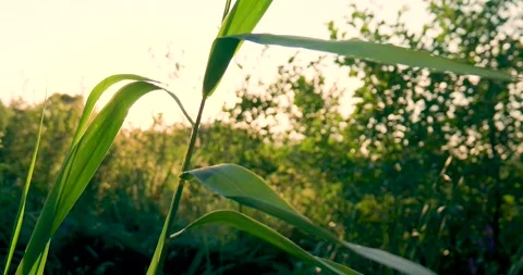 Warm sunlight shining through green leaves in summer field Stock Footage 293943406