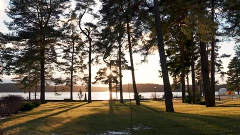 Warm sunlight shining through pine trees on lake shore Stock Footage 299941047