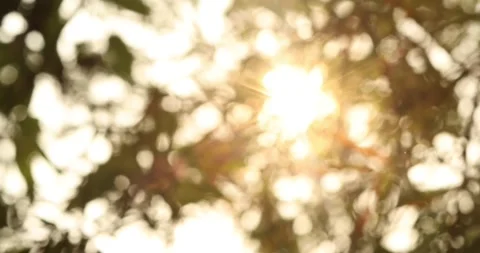 Warm sunlight shining through trees with soft bokeh and lens flare Video stock 335740081