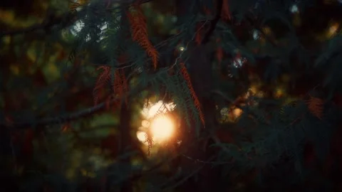 Warm sunlight streaming through the green and orange leaves of the tree Stock Footage 292788702