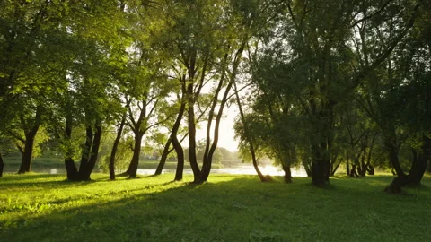 Warm sunlight streaming through mature trees in lush riverside park during Vídeo Stock 338172118