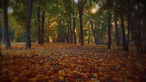 Warm sunlight streams through the trees in a serene autumn forest Stock Footage 292788655