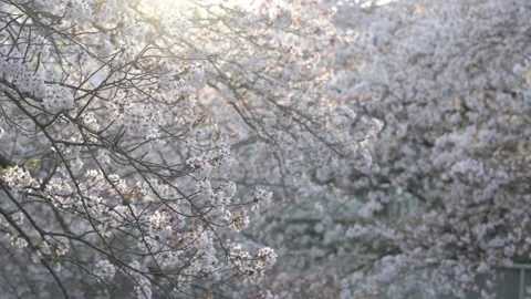 Warm sunrays and cherry blossom (sakura) trees along a riverside 動画素材 175875111