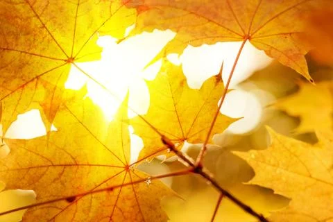 Warm sunrays pass through yellow maple leaves. Beautiful autumn background. V Stock Photos