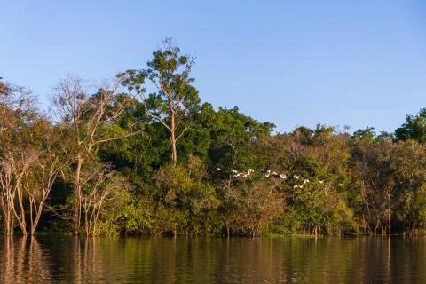 Warm sunset in the Amazon River with rainforest, tropical foliage &amp; exotic birds Stock Photos