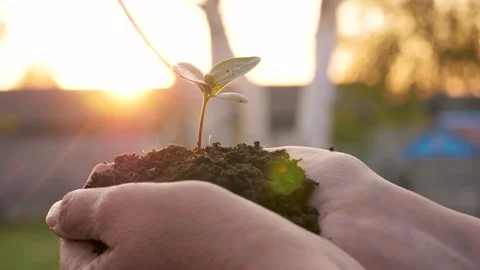 Warm sunset backlight highlights gardener delicate planting sprout Video stock 329997491