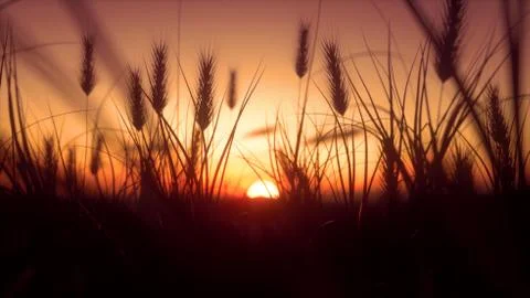 Warm Sunset with closeup Wheat Stock Photos