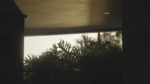 Warm Sunset Glow Through Foliage Beneath a Bridge Видео 345051276