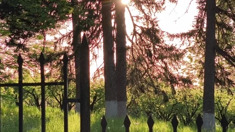 Warm sunset light filtering through trees and a wrought iron fence Stock Footage 334678971