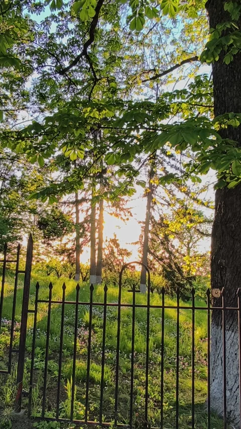 Warm sunset light filtering through trees and a wrought iron fence Stock-Footage 334840571