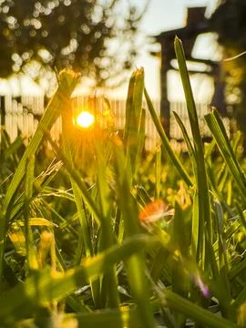 Warm sunset light filtering through spring grass in a tranquil backyard Stock Photos
