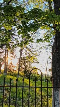 Warm sunset light filtering through trees and a wrought iron fence 스톡 사진