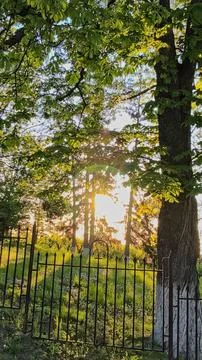Warm sunset light filtering through trees and a wrought iron fence 스톡 사진