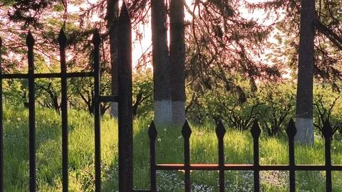 Warm sunset light filtering through trees and a wrought iron fence Stock Photos