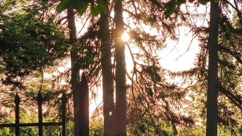 Warm sunset light filtering through trees and a wrought iron fence Stock-Fotos