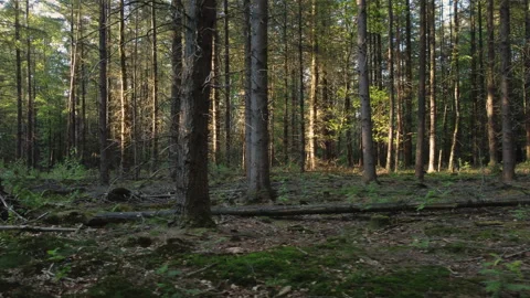 Warm Sunset light shines through dark pine trees forest. Stock Footage 219516716