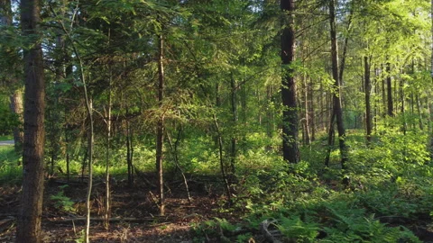 Warm sunset light shines through fresh green leaves in a peaceful forest. Stock Footage 219518742