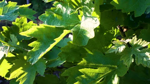 Warm Sunset Light Through Grape Leaves Stock Footage 344954233