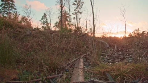 Warm sunset lighting up grassy forest floor - camera moving along dead tree  Video stock 144133990