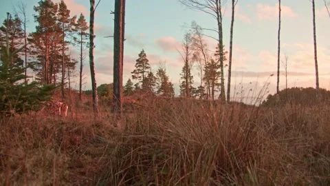 Warm sunset lighting up grassy forest floor - camera moving along forest gro Video stock 144134045