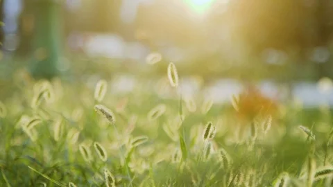 Warm sunset lights up the grass in a park in Tajikistan capital Dushanbe Stock Footage 122585582