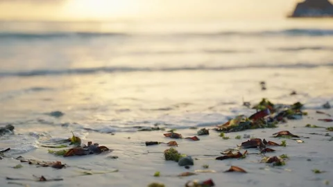 Warm sunset or sunrise shining on waves washing ashore with seaweed on beach Video stock 307718580
