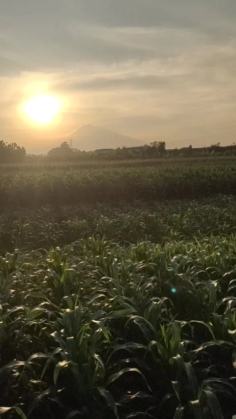 A Warm Sunset Over A Cornfield Vidéo 337144099