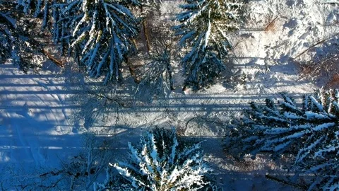 Warm sunset over snowy forest with pine tree. Drone flight over the trees. Stock Footage 84994868