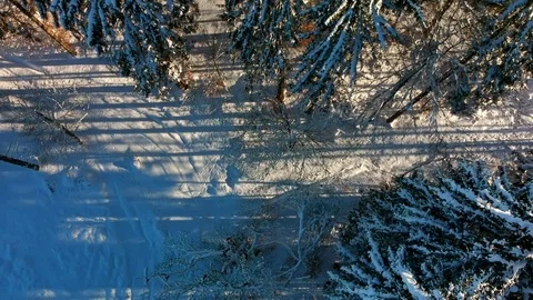 Warm sunset over snowy forest with pine tree. Drone flight over the trees. Stock Footage 85026169