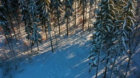 Warm sunset over snowy forest with pine tree. Drone flight over the trees. Stock Footage 85028719