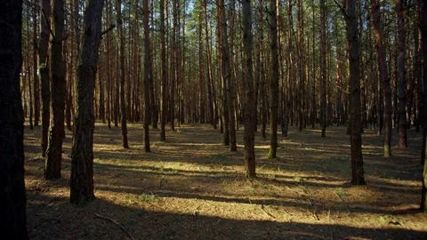 Warm sunset in the pine forest. Stock Footage 84784544