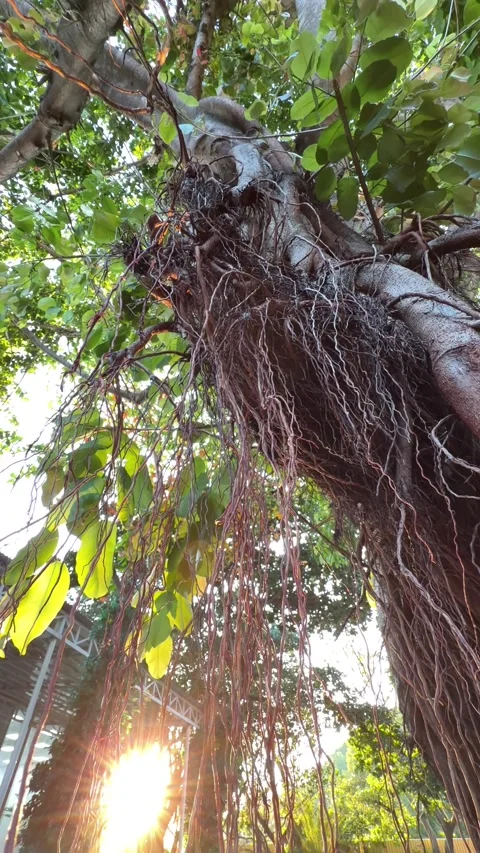 Warm sunset sunlight shines through hanging aerial roots of a large Ficus virens Stock-Footage 331247735