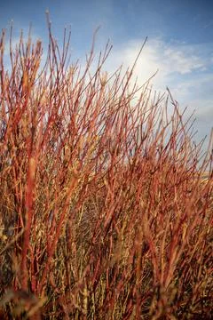 Warm, Textured Grassland Stock Photos