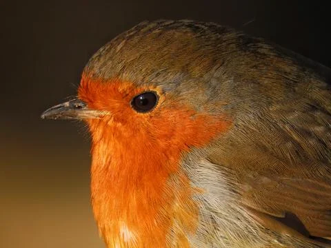 Warm-Toned Robin Stock Photos