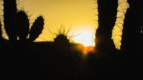 Warm, vibrant sunset casting long shadows and creating striking silhouettes.. Stock Photos