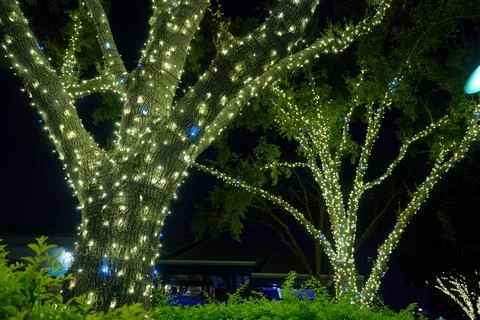 Warm White LED Lights Wrapped Around Nighttime Trees Stock Photos