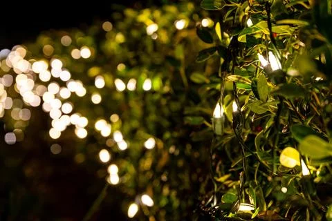 Warm White String Lights Wrapped in Green Foliage at Night Stock Photos