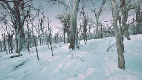 Warm winter sunset shining through a forest with tall pine trees Stock Footage 236421548