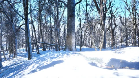 Warm winter sunset shining through a forest with tall pine trees Stock Footage 252819007