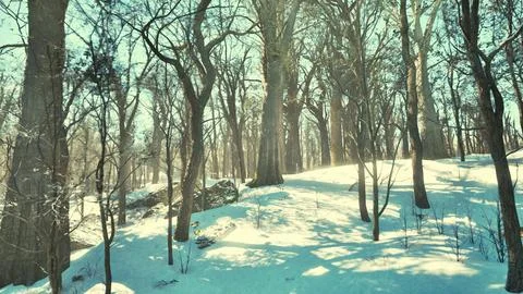 Warm winter sunset shining through a forest with tall pine trees Stock Illustration