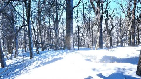 Warm winter sunset shining through a forest with tall pine trees Stock Illustration