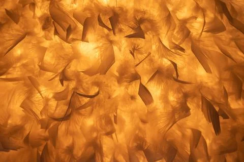 Warm yellow feather background Foto stock