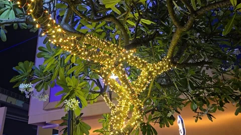 Warm yellow LED string lights are wrapped tightly around the branches of a matur Video stock 343005051